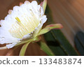Night-blooming beauties and cactus flowers 133483874
