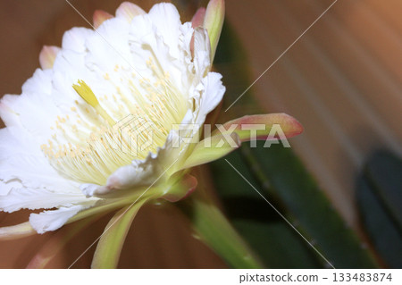 夜來香和仙人掌花 夜來香和仙人掌花 133483874
