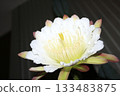 Night-blooming beauties and cactus flowers 133483875