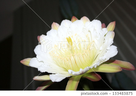 夜來香和仙人掌花 133483875