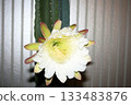 Night-blooming beauties and cactus flowers 133483876