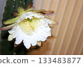 Night-blooming beauties and cactus flowers 133483877