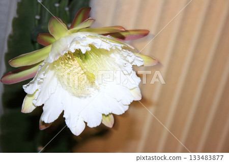 Night-blooming beauties and cactus flowers Night-blooming beauties and cactus flowers 133483877