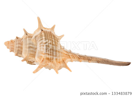 sea shell isolated on white background sea shell isolated on white background 133483879