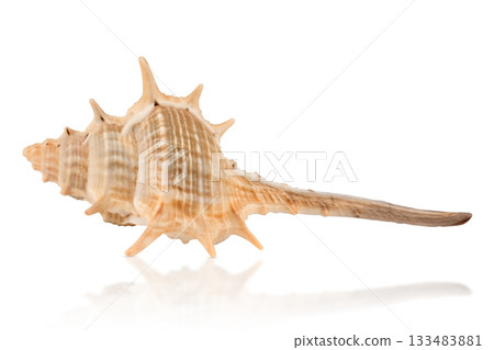 sea shell isolated on white background sea shell isolated on white background 133483881