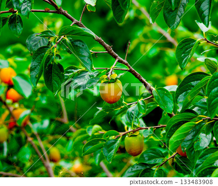 Persimmon tree with Ripe orange persimmons fruit in autumn garden in Korea 133483908