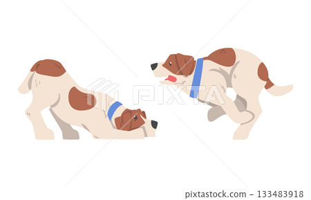 Beagle Dog Hound Breed with Brown Marking and Neck Collar Vector Set Beagle Dog Hound Breed with Brown Marking and Neck Collar Vector Set 133483918
