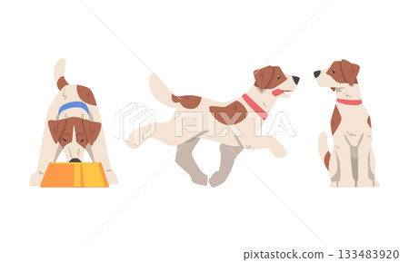 Beagle Dog Hound Breed with Brown Marking and Neck Collar Vector Set 133483920