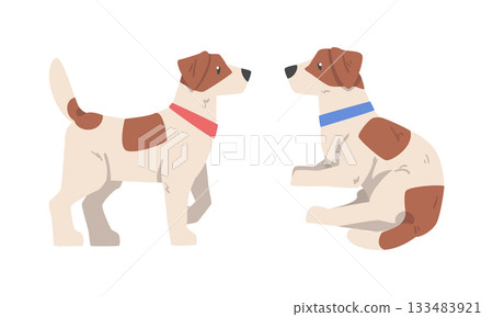 Beagle Dog Hound Breed with Brown Marking and Neck Collar Vector Set 133483921