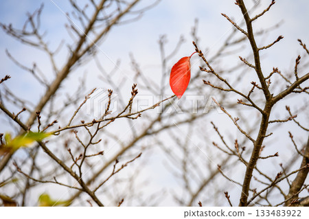 A single autumn leaf and a hint of winter A single autumn leaf and a hint of winter 133483922