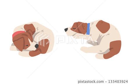 Beagle Dog Hound Breed with Brown Marking and Neck Collar Vector Set Beagle Dog Hound Breed with Brown Marking and Neck Collar Vector Set 133483924