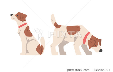 Beagle Dog Hound Breed with Brown Marking and Neck Collar Vector Set 133483925