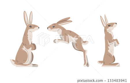 Hare or Jackrabbit as Animal with Long Ears and Grayish Brown Coat in Sitting and Jumping Pose Vector Set 133483941
