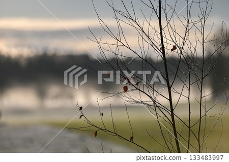Delicate Branches Against a Misty Winter Field 133483997