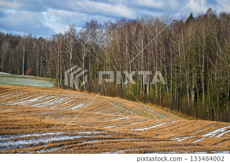 Birch Forest and Winter Field Textures in Latvia 133484002