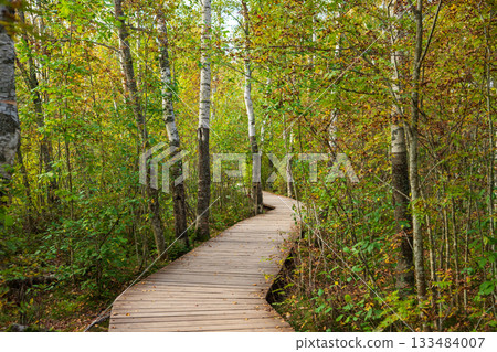 A wooden walkway eco trail winds through a lush forest, surrounded by vibrant green and orange leaves. Sestroretskoye swamp eco trail 133484007