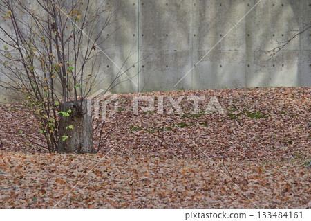 A carpet of fallen leaves and the hint of winter - a landscape that lets you take a deep breath A carpet of fallen leaves and the hint of winter - a landscape that lets you take a deep breath 133484161