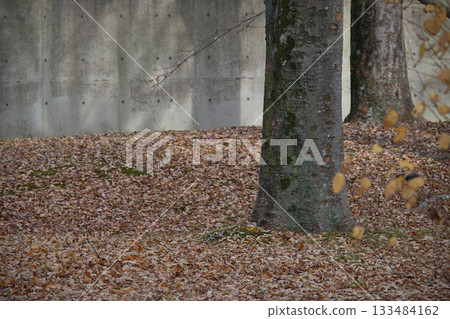 A carpet of fallen leaves and the hint of winter - a landscape that lets you take a deep breath A carpet of fallen leaves and the hint of winter - a landscape that lets you take a deep breath 133484162