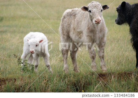 Animals of Olkhon Island. 133484186