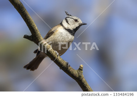Crested tit perched on branch in the Netherlands during a sunny day Crested tit perched on branch in the Netherlands during a sunny day 133484196