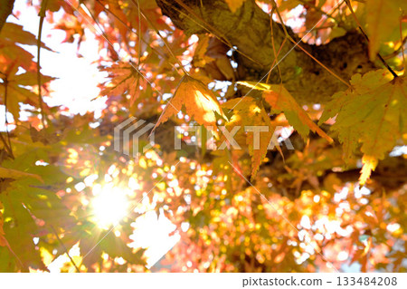 Yellowed maple leaves 133484208