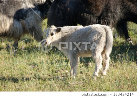 Animals of Olkhon Island. In the foreground, a small white domestic bull stands against a backdrop of a herd of local cows. It's autumn, daytime, the grass has already faded and been trampled by the c 133484214