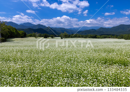 White buckwheat flowers and the blue summer sky of the Takatsue buckwheat fields in the Takatsuehara area of the Tateiwa region, Hasso, Minamiaizu Town, Minamiaizu District, Fukushima Prefecture White buckwheat flowers and the blue summer sky of the Takatsue buckwheat fields in the Takatsuehara area of the Tateiwa region, Hasso, Minamiaizu Town, Minamiaizu District, Fukushima Prefecture 133484335