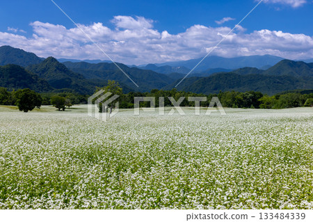 White buckwheat flowers and the blue summer sky of the Takatsue buckwheat fields in the Takatsuehara area of the Tateiwa region, Hasso, Minamiaizu Town, Minamiaizu District, Fukushima Prefecture White buckwheat flowers and the blue summer sky of the Takatsue buckwheat fields in the Takatsuehara area of the Tateiwa region, Hasso, Minamiaizu Town, Minamiaizu District, Fukushima Prefecture 133484339