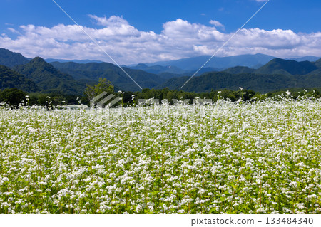 福島縣南會津郡南會津町八曾市立岩地區高津原地區的高津蕎麥田，白色的蕎麥花與湛藍的夏日天空交相輝映。 133484340