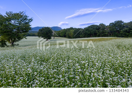 福島縣南會津郡南會津町八曾市立岩地區高津原地區的高津蕎麥田,白色的蕎麥花與湛藍的夏日天空交相輝映。 福島縣南會津郡南會津町八曾市立岩地區高津原地區的高津蕎麥田,白色的蕎麥花與湛藍的夏日天空交相輝映。 133484343