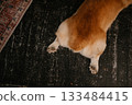 Corgi Relaxing on Dark Wooden Floor 133484415