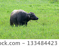 asian water buffalo or bubalus bubalis 133484423