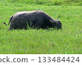 asian water buffalo or bubalus bubalis 133484424