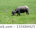 asian water buffalo or bubalus bubalis 133484425