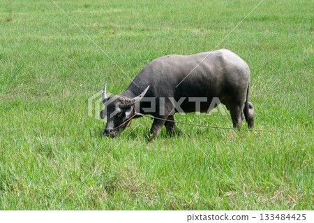 asian water buffalo or bubalus bubalis 133484425