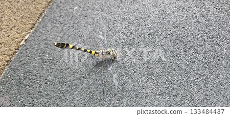 Dragonfly Macro Photography Nature Insect 133484487