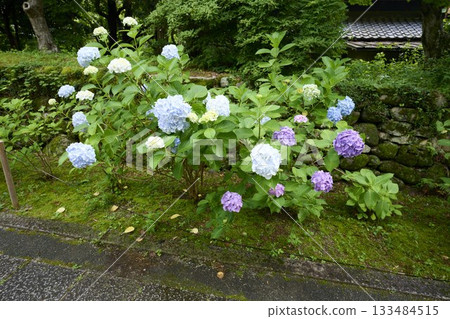 池田市寺廟景色 池田市寺廟景色 133484515