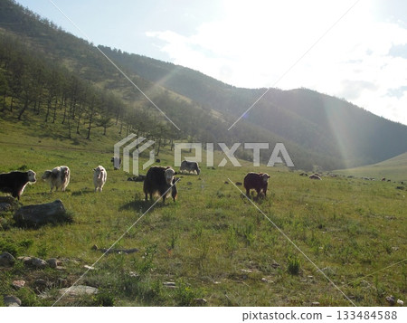 Animals of Olkhon Island. 133484588