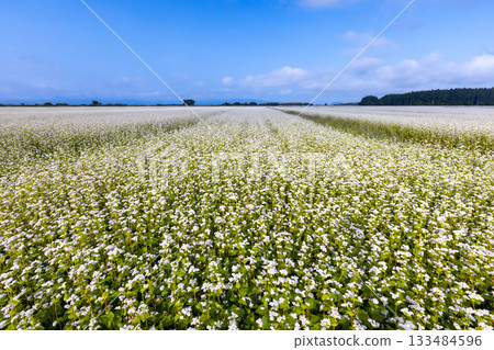 福島縣山郡豬苗代町金田。沿著豬苗代湖岸,蕎麥田綿延至視野盡頭。白色的蕎麥花盛開。 福島縣山郡豬苗代町金田。沿著豬苗代湖岸,蕎麥田綿延至視野盡頭。白色的蕎麥花盛開。 133484596