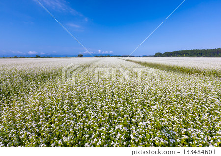 Kaneda, Inawashiro-machi, Yama-gun, Fukushima Prefecture. Buckwheat fields stretch as far as the eye can see along the shores of Lake Inawashiro. White buckwheat flowers in full bloom. Kaneda, Inawashiro-machi, Yama-gun, Fukushima Prefecture. Buckwheat fields stretch as far as the eye can see along the shores of Lake Inawashiro. White buckwheat flowers in full bloom. 133484601