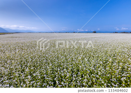 福島縣山郡豬苗代町金田。沿著豬苗代湖岸,蕎麥田綿延至視野盡頭。白色的蕎麥花盛開。 福島縣山郡豬苗代町金田。沿著豬苗代湖岸,蕎麥田綿延至視野盡頭。白色的蕎麥花盛開。 133484602