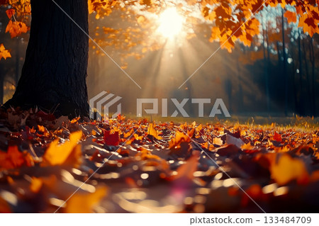 A serene forest scene where sunlight streams through tall autumn trees, casting golden rays and illuminating the vibrant foliage and forest floor with a magical glow. 133484709