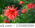 Vibrant Red Dahlia Flower in Bloom on a Sunny Summer Day 133485090
