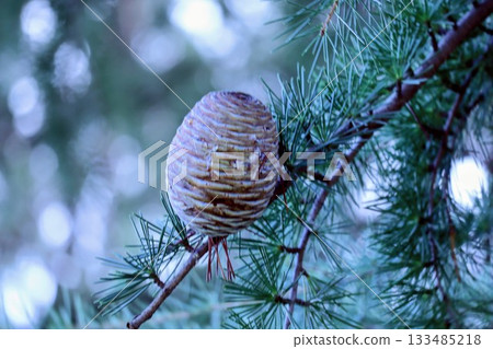 秋日森林中，松果緩緩生長。 133485218