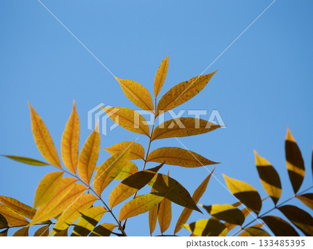 Yellow leaves of the Japanese quince against the autumn sky 133485395