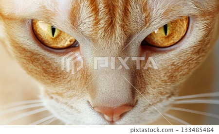 Majestic Ginger Tabby Cat Portrait Captivating Eyes and Charming Demeanor in Stunning Detail Majestic Ginger Tabby Cat Portrait Captivating Eyes and Charming Demeanor in Stunning Detail 133485484