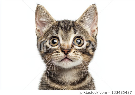 Charming Munchkin Kittens Posing Delightfully with Their Adorable Features and Playful Expressions Charming Munchkin Kittens Posing Delightfully with Their Adorable Features and Playful Expressions 133485487