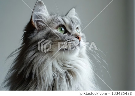 Elegant silver tabby cat with curious expression gazing upwards in a close-up portrait shot. Elegant silver tabby cat with curious expression gazing upwards in a close-up portrait shot. 133485488