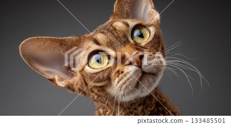 Charming Graceful Devon Rex with Engaging Yellow Eyes Posing Innocently on a Soft Gray Backdrop Charming Graceful Devon Rex with Engaging Yellow Eyes Posing Innocently on a Soft Gray Backdrop 133485501