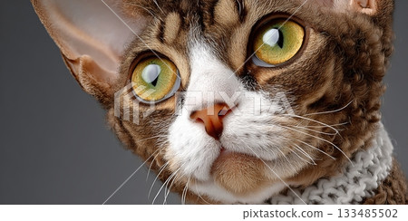 Charming Devon Rex Cat Portrait with Expressive Eyes and Playful Demeanor Against Simple Background Charming Devon Rex Cat Portrait with Expressive Eyes and Playful Demeanor Against Simple Background 133485502